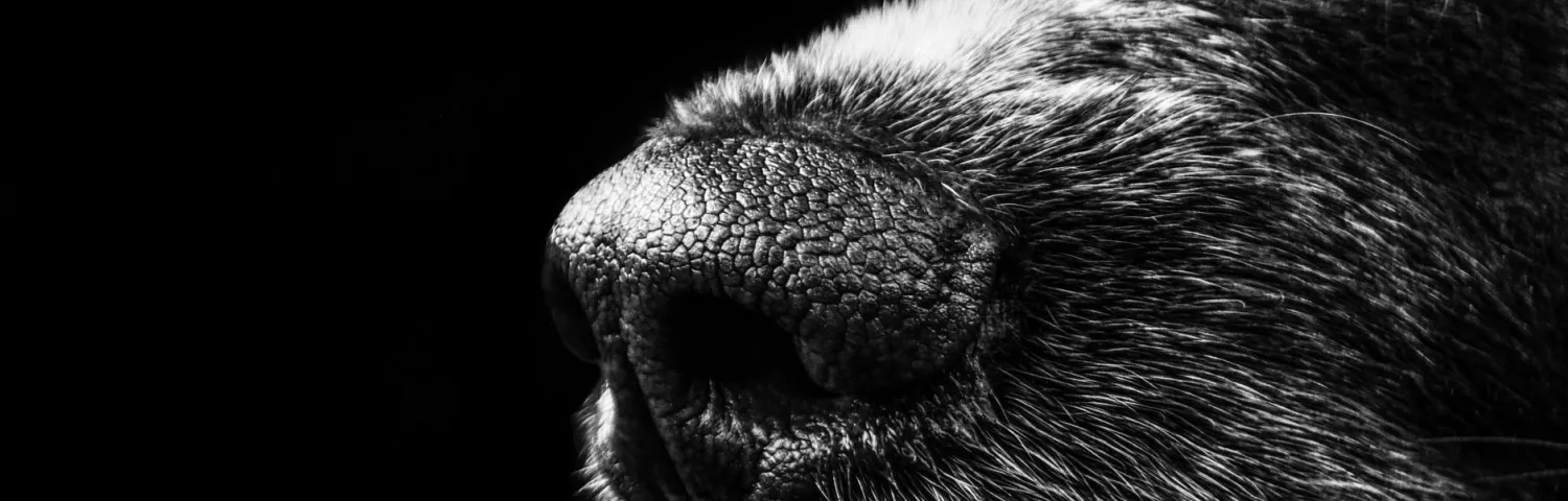 Enose getting the Sniff Test