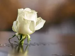 A white rose in tribute to a loved one