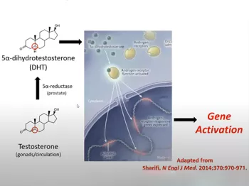 Graphic from Androgens Hormonal Therapy and Response in Prostate Cancer presentation