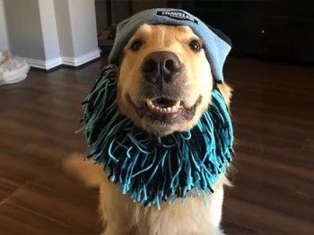 Golden retriever dog with a fake blue beard