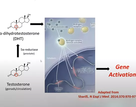 Graphic from Androgens Hormonal Therapy and Response in Prostate Cancer presentation
