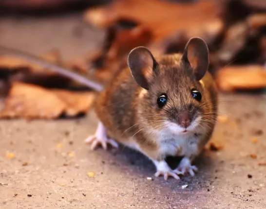 Brown Mouse wants Better Boosting in Innate Immunity for Eradicating Aggressive Prostate Cancer