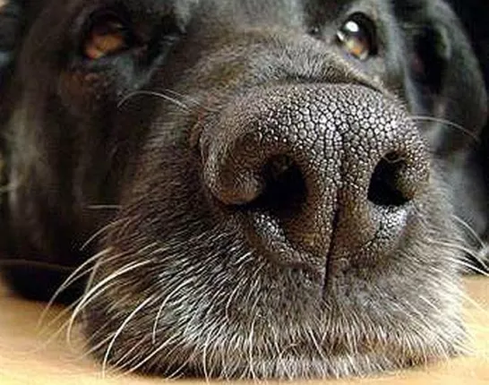 Mans Best Friend Can Help Find Prostate Cancer