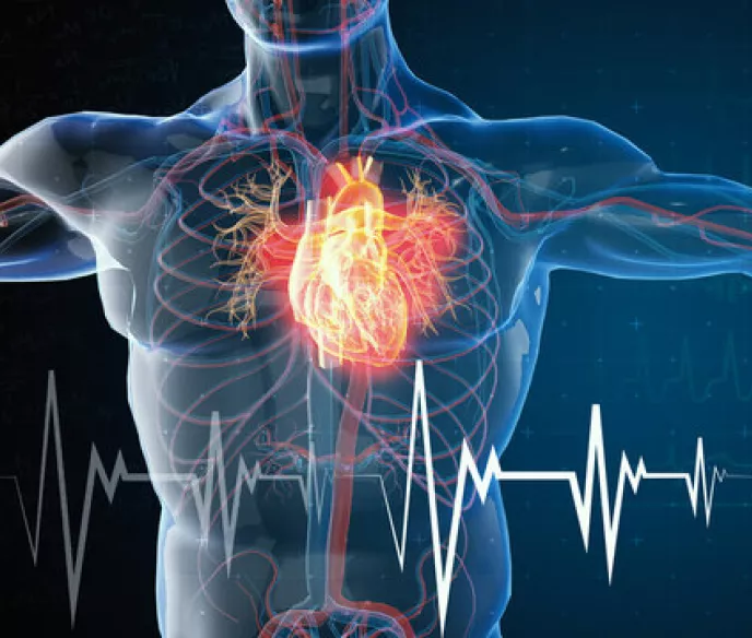 3D image of the cardiovascular system