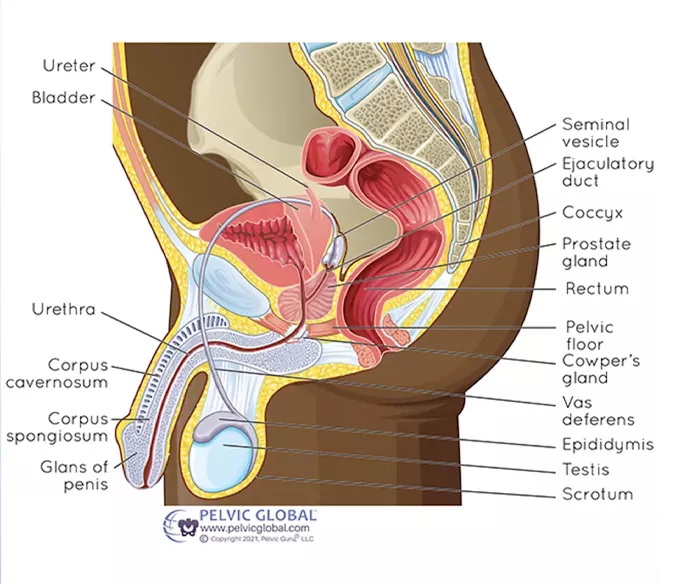 Diagram showing anatomy of men's pelvic region
