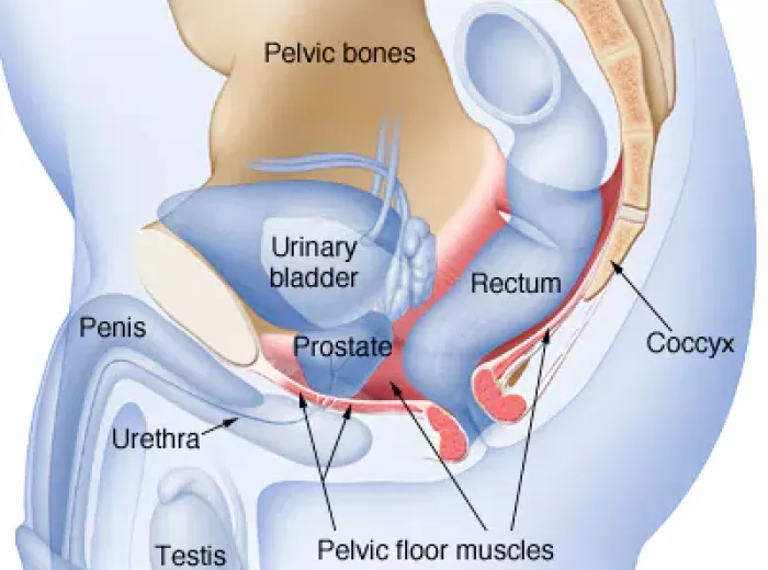 Kegel Exercises