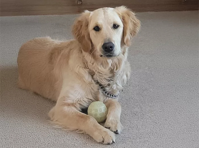 Therapy Dog lying down