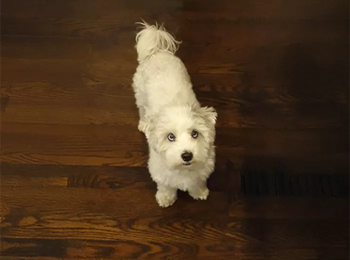 Dog standing against wood flooring