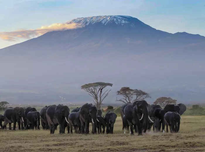A herd of elephants walking across a grassy plain with Mount Kilimanjaro in the background.