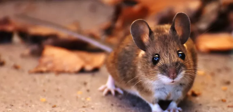 Brown Mouse wants Better Boosting in Innate Immunity for Eradicating Aggressive Prostate Cancer