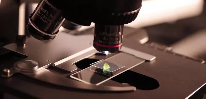A green specimen gets viewed on a microscope