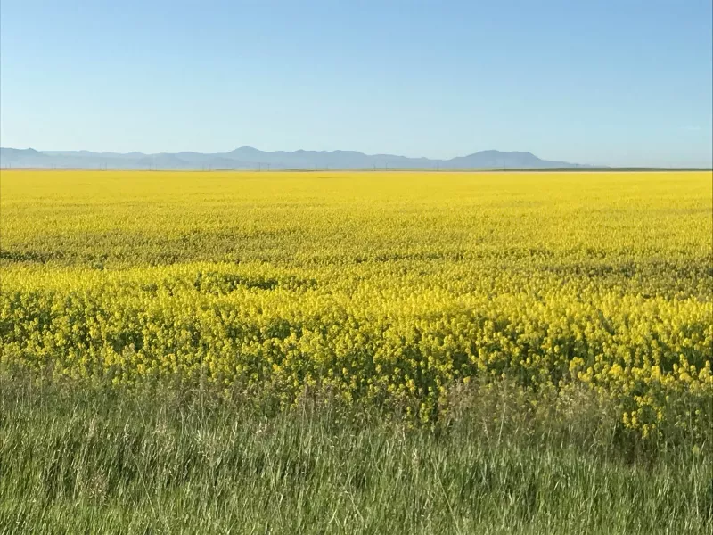 Endless yellow Conola flower fields in front of mountains in the distance on a clear blue sky day