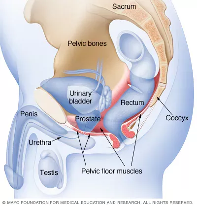 Kegel Exercises