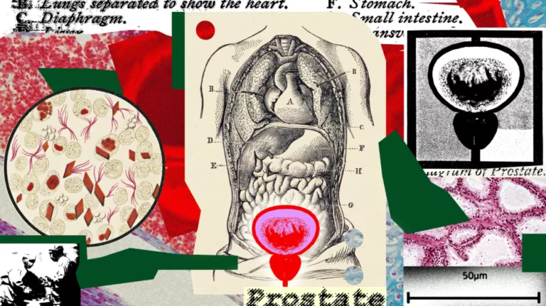 GQ collage of medical drawings such as the prostate and cells
