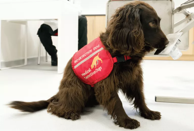 Bio-Detection Medical Sniffing Dog Sniffing for Signs Of Prostate Cancer
