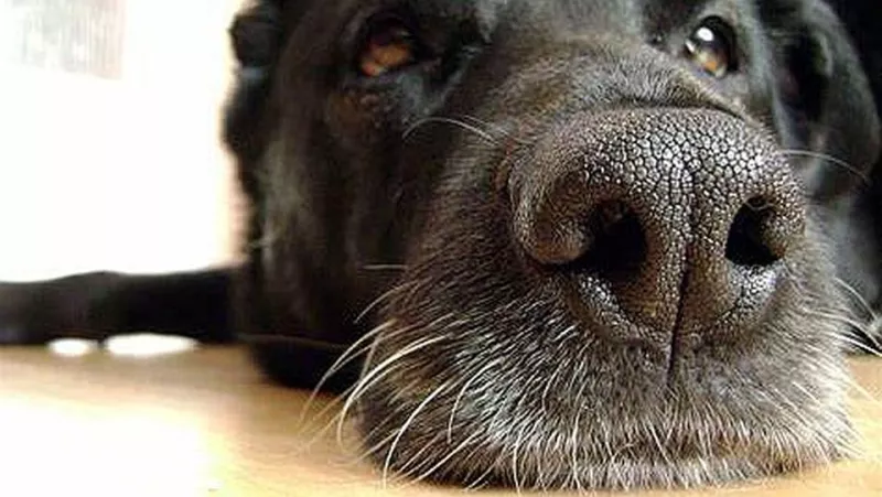 Mans Best Friend Can Help Find Prostate Cancer