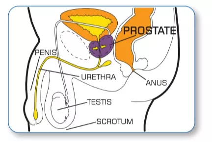 Illustration showing location of the prostate in the body