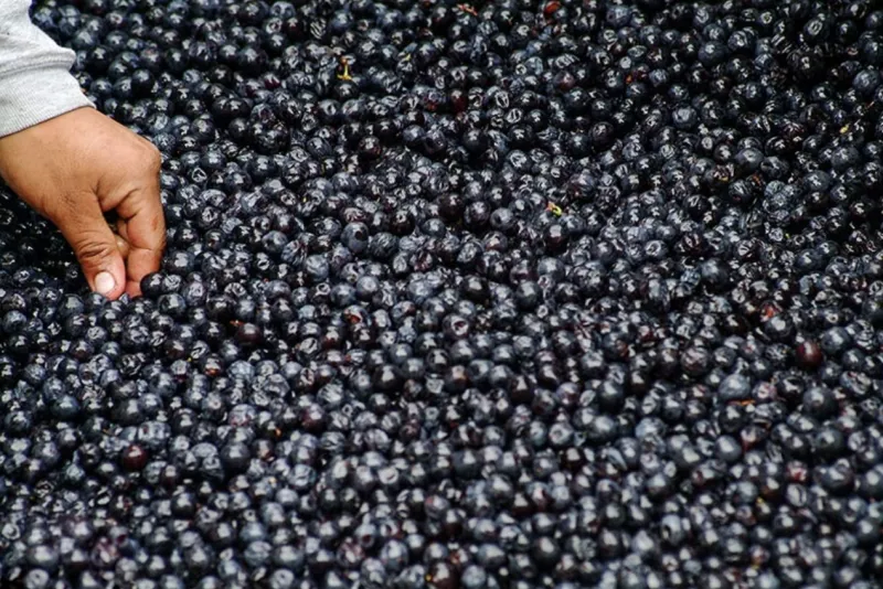 Man's hand touching grapes