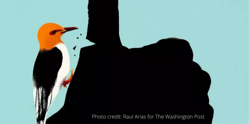 Woodpecker pecking a thumb of someone's palm