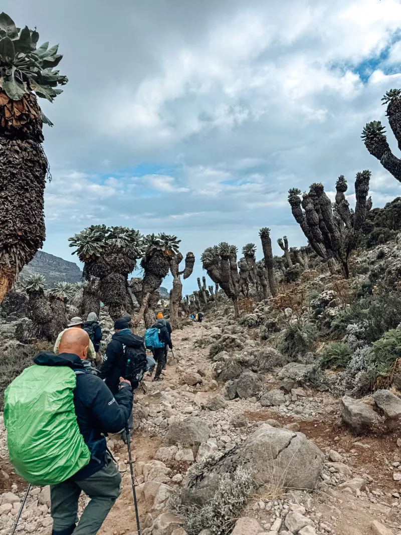 hiking up the trail at Kilimanjaro